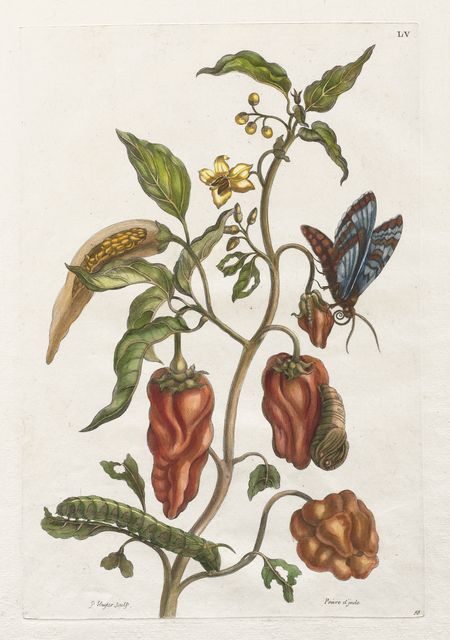 Histoire générale des insects de Suriname et de l'Eouope:  Vol I, No. 55 - Poivre d'inde