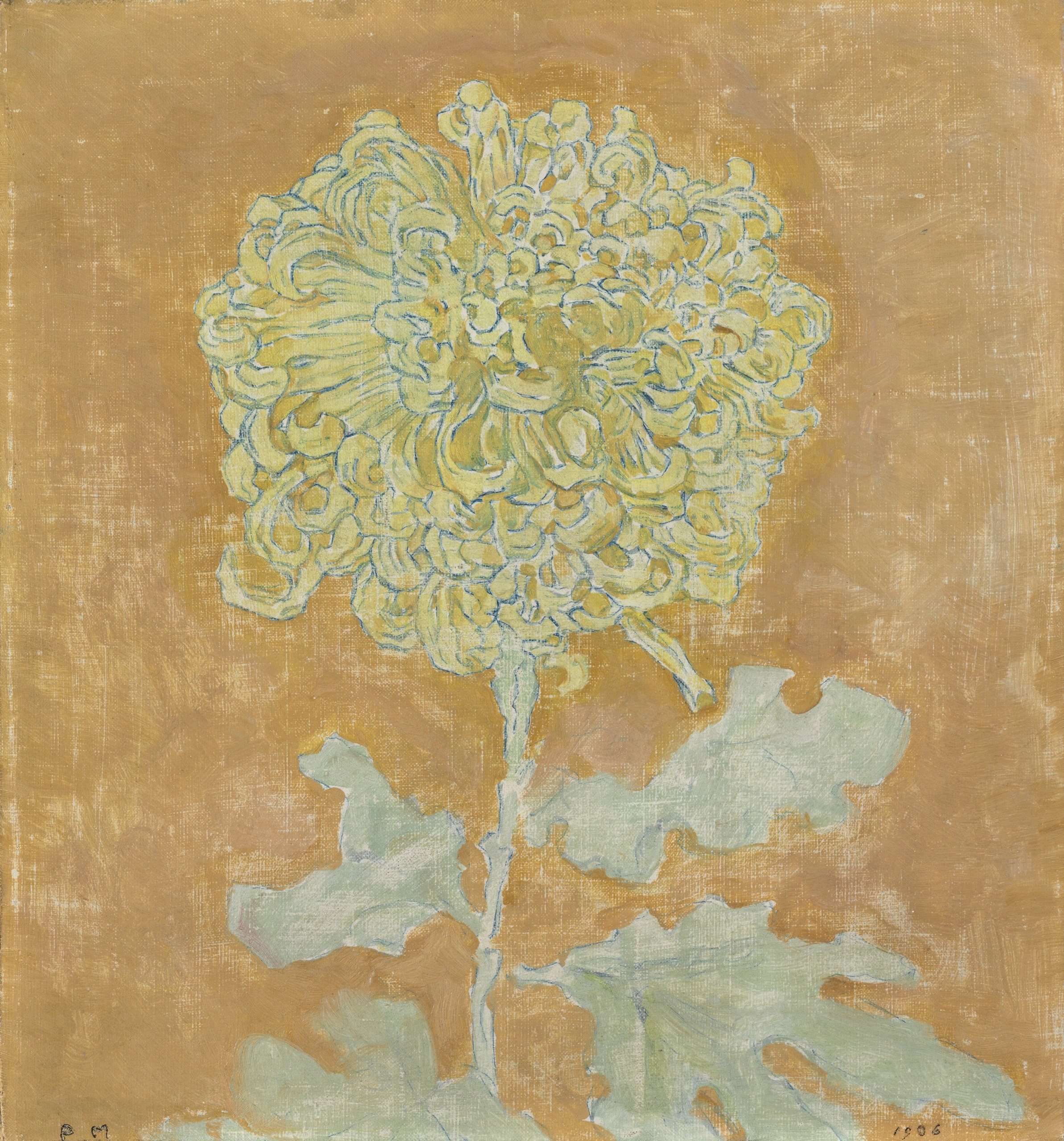 Chrysanthemum