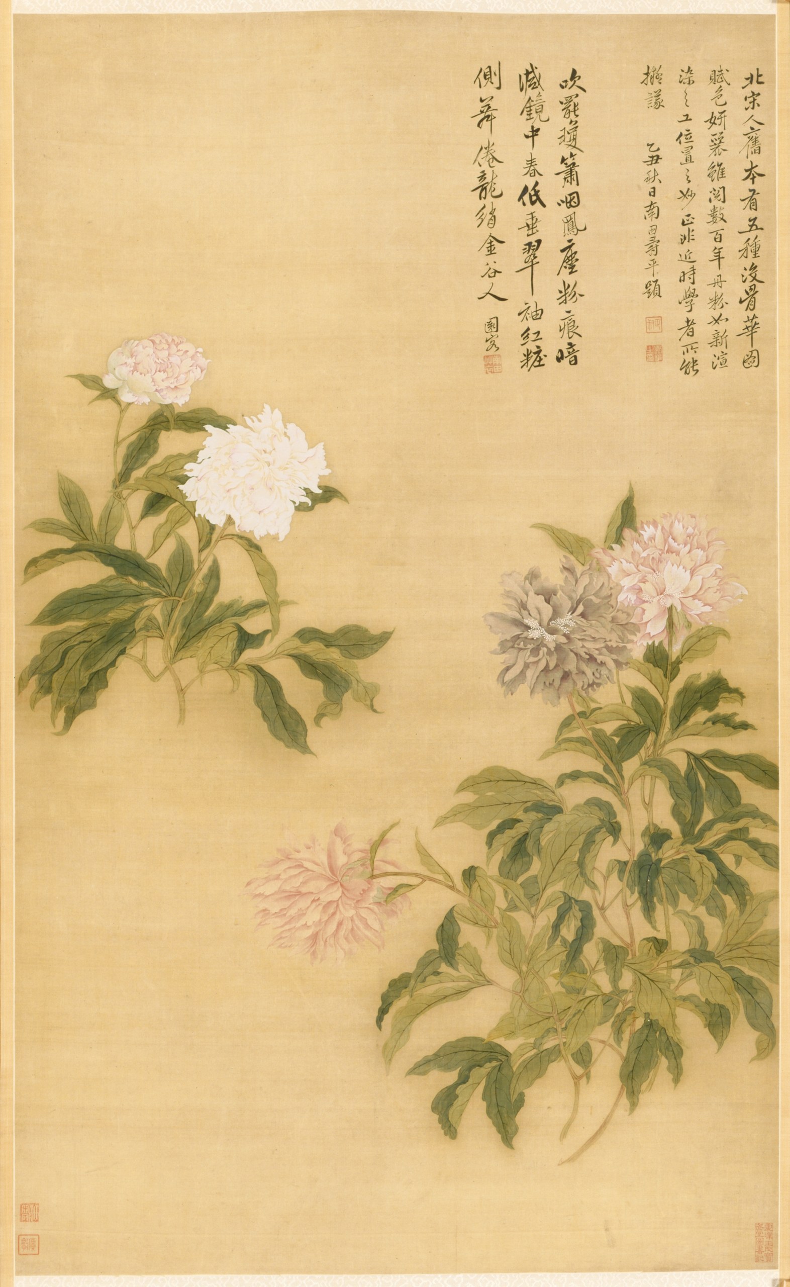 Herbaceous Peony