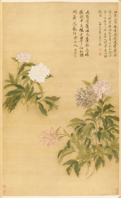 Herbaceous Peony