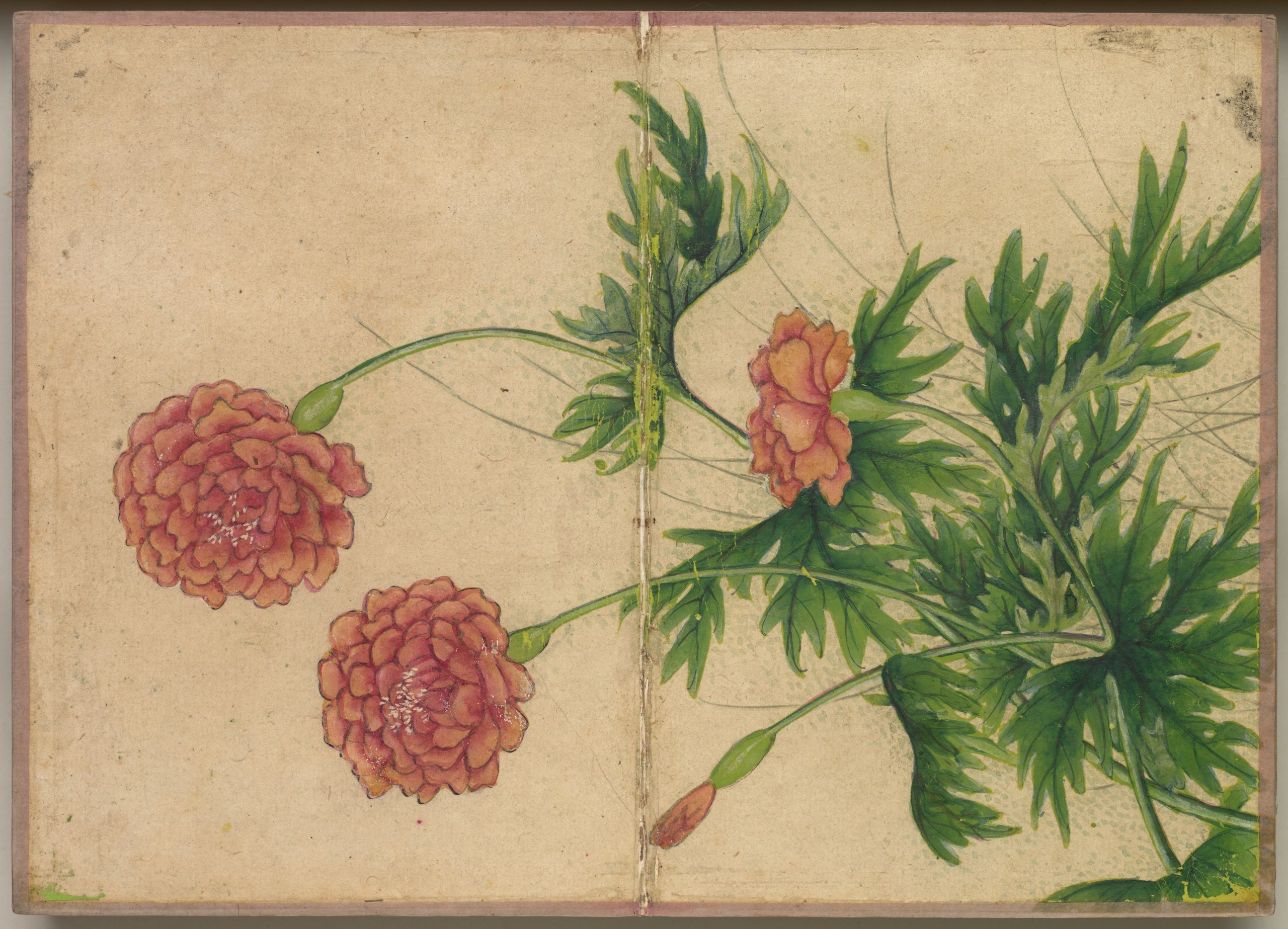 Desk Album: Flower and Bird Paintings (Peony)