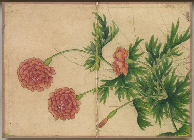 Desk Album: Flower and Bird Paintings (Peony)