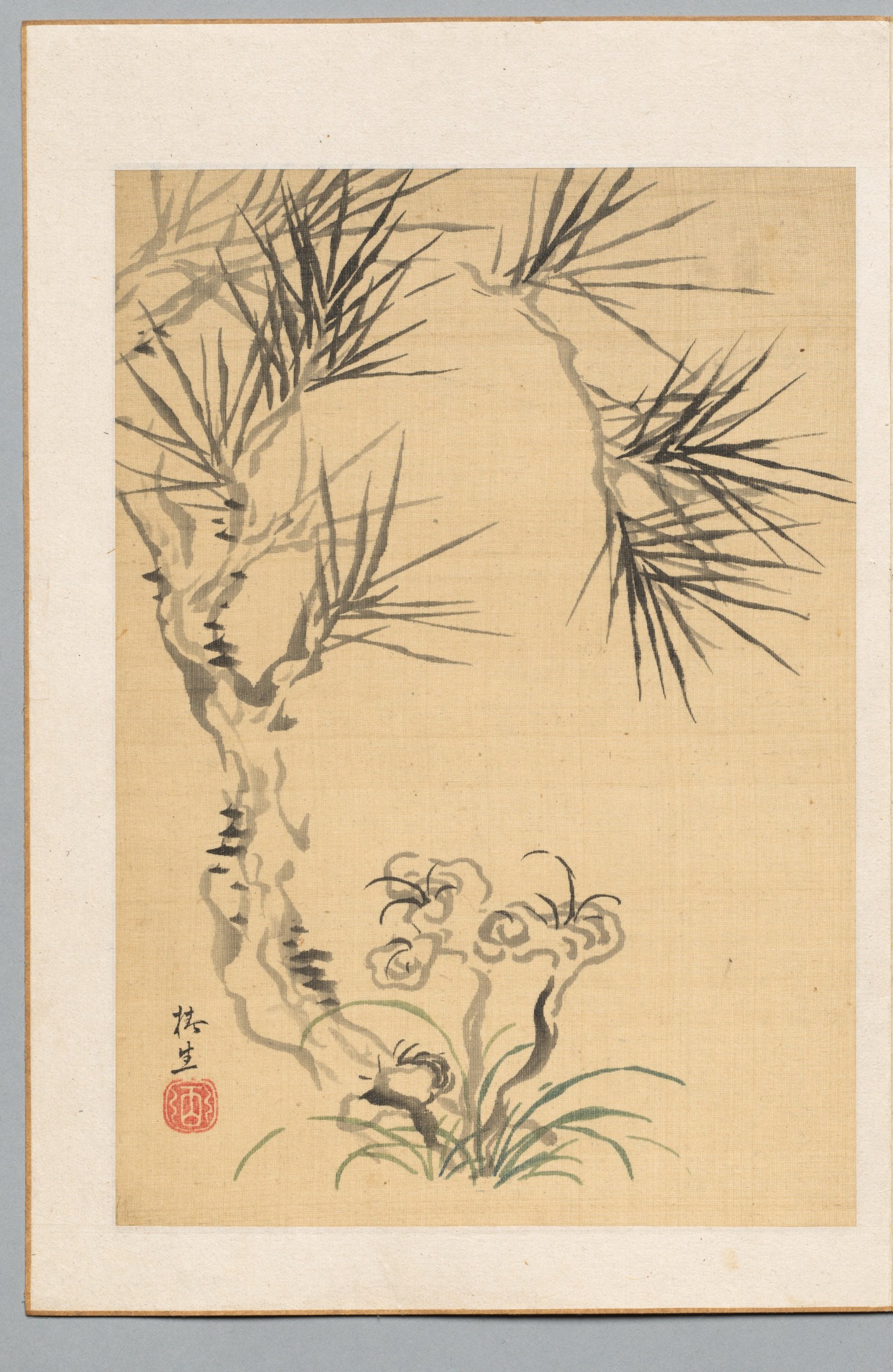 Pine Tree and Fungus