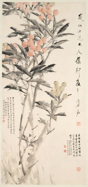 Pipa (Loquats)