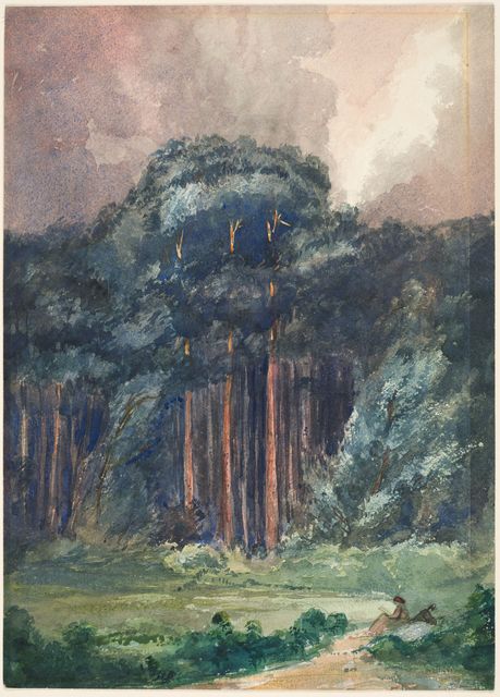 At the Edge of a Pinewood