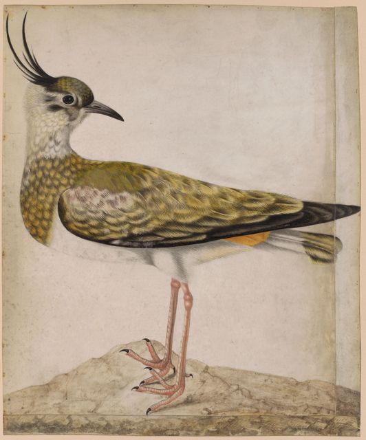 A Green Plover