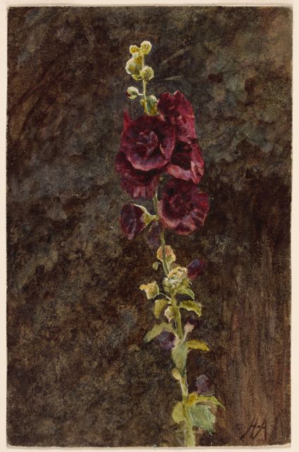 Hollyhocks