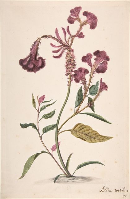 Study of a Crested Cockscomb (Celosia argentea cristata)