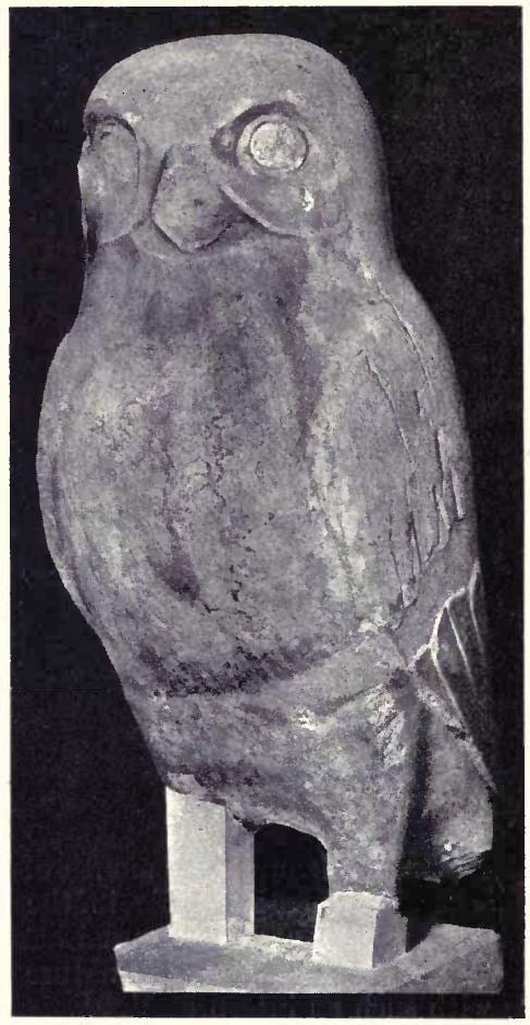 Colossal Owl