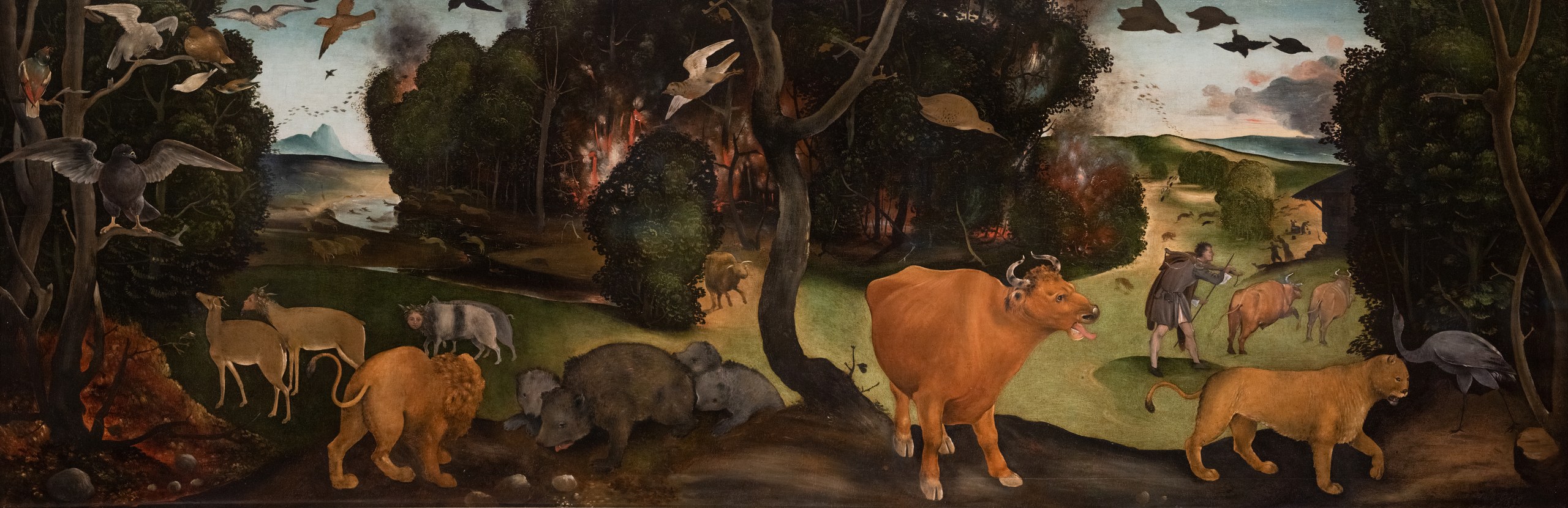 The Forest Fire