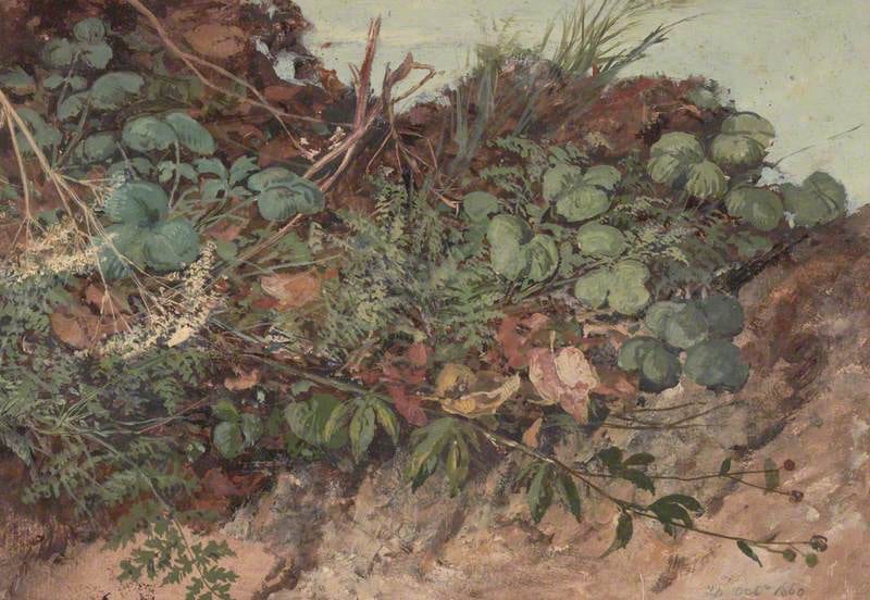 Study of Undergrowth