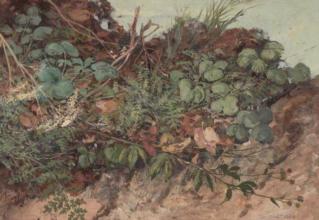 Study of Undergrowth