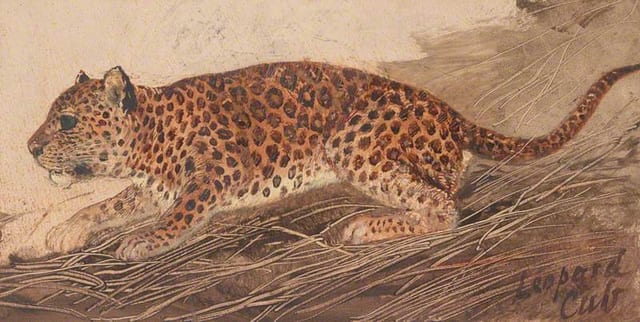 A Leopard
