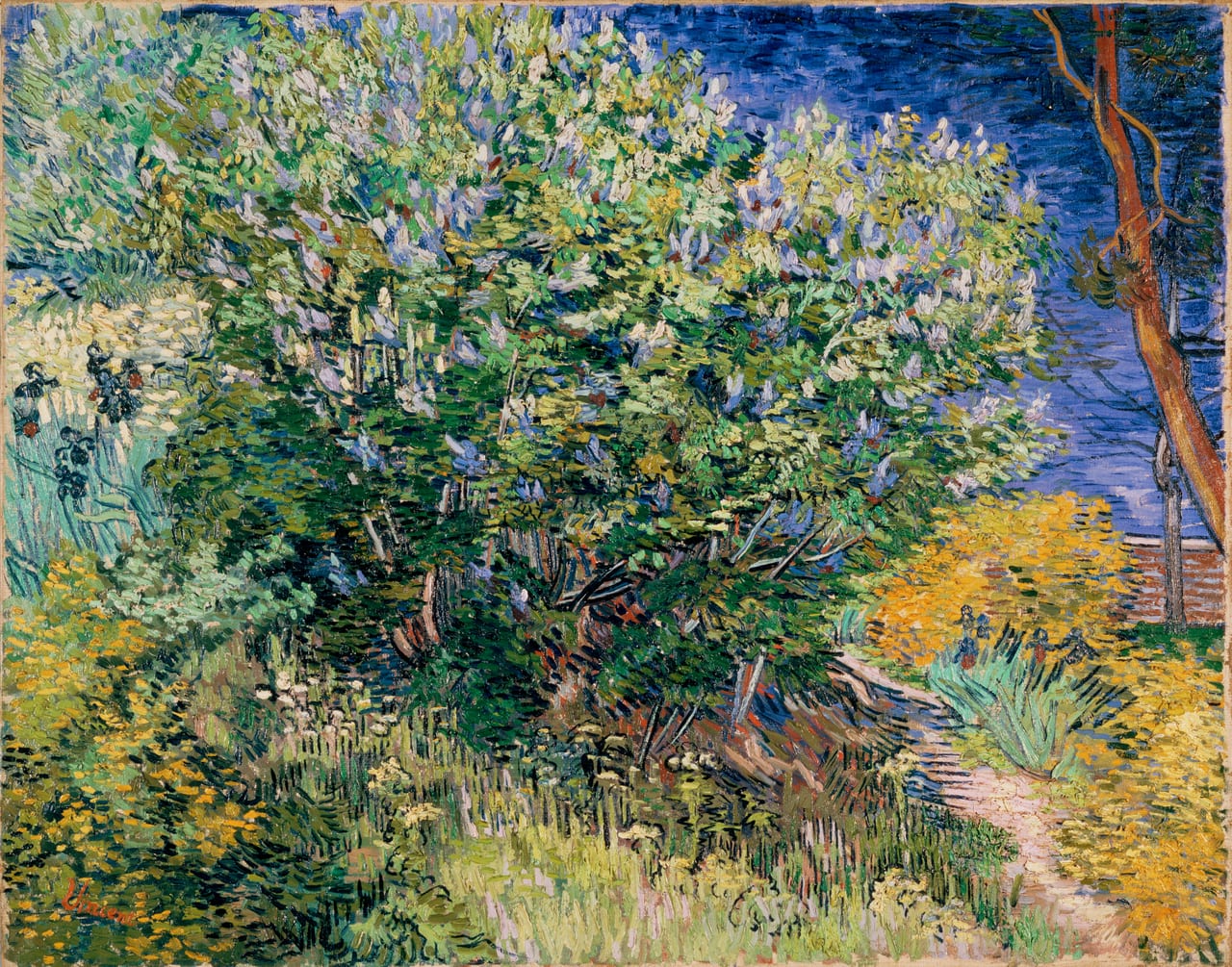 Lilac Bush